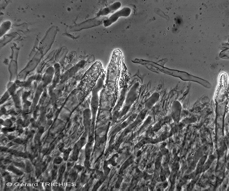 Una crosta da determinare - foto 3627 (Mutatoderma mutatum)